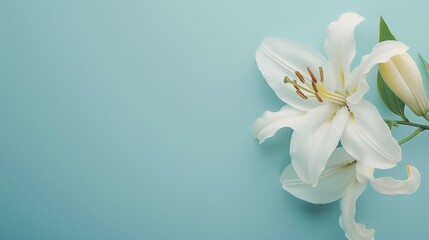 White lily blossom with copy space on a coordinating background - beauty, wellness, and natural cosmetics idea