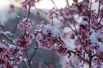Prunus incam okame cherry ornamental small tree flowers in bloom, beautiful pink plant flowering branches covered with snow