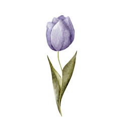 Purple watercolor tulip. Spring flower.