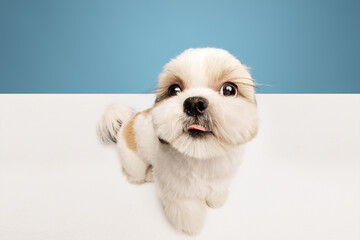 Funny close-up image of adorable, little purebred shih tzu dog standing isolated on blue studio background. Happy, playful pet. Concept of domestic animals, pet friends, vet, care