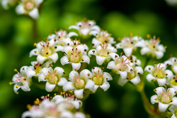 Crassula dejecta (Doily Crassula), also known as Crassula undulata, inflorescence succulent plant...