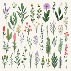 Fototapeta premium Big set with hand drawn Provence herbs and plants, isolated vector illustration in flat style with textures