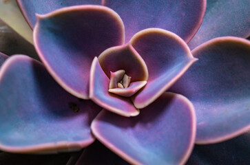 Close-up, succulent leaves of a succulent plant (Echeveria sp.) in a botanical collection