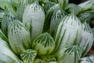 Haworthia cooperi variegata - succulent plant with thick succulent leaves