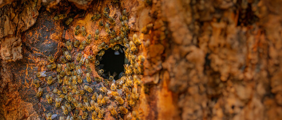 bee tree - bees (apis mellifera) living in tree