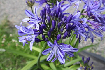 Pretty blue or purple flower. Close up and isolated.
