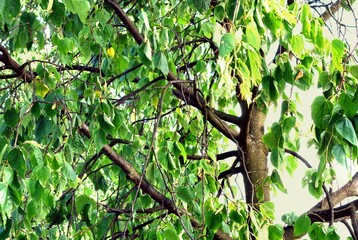 Drought , withered tree leaves in summer hot days