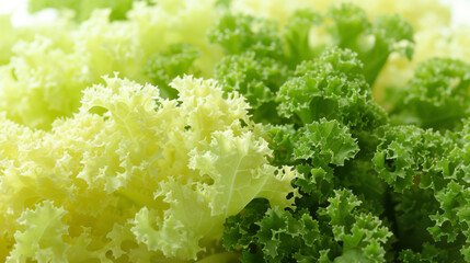 Close-up of Fresh Lettuce