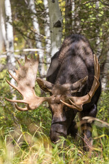 Fototapeta na wymiar Bull Moose in Wyoming During the Fall Rut