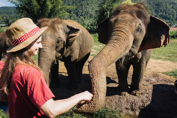 Young girl feeding elephant. Big elephant in rescue center being fed by tourist. Woman giving...
