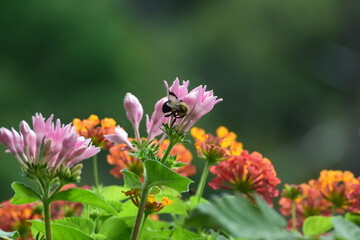 Busy bee in the summer garden