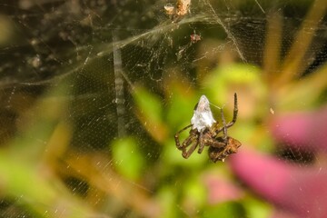 As a predator, the Cyrtophora citricola, also called the tropical tent-web spider, hunts a variety of insects as prey. Its primary diet includes small insects such as flies, moths, and beetles.