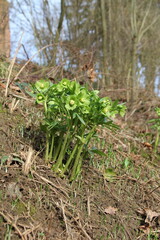 green hellebore, all plant parts are very strongly poisonous