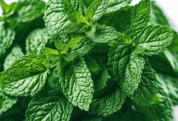 Rich collection of fresh mint leaves - obrazy, fototapety, plakaty