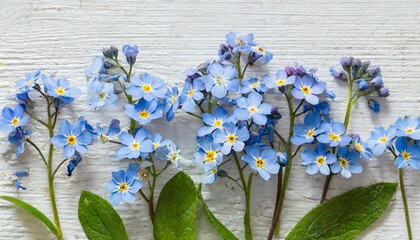 forget me not flowers on white background