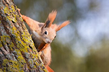 A red squirrel holds on a tree trunk right towards the camera lens. Close-up portrait of a red squirrel with copyspace. © Mariia