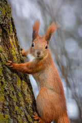 A red squirrel holds on a tree trunk and looks right towards the camera lens. Close-up portrait of a red squirrel.	