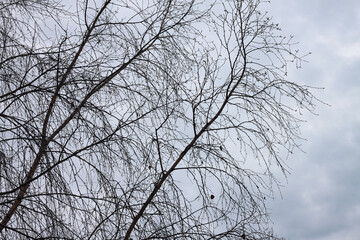 Beautiful birch trees in autumn - 737493844