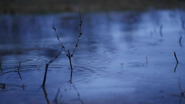 Rain during the spring thaw drips onto an icy lake with sticks sticking out. Melted water on top of the ice, filming in the evening.