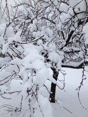 Quiet winter snow on a tree