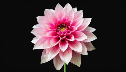 isolated single paper flower dahlia made from crepe paper - obrazy, fototapety, plakaty