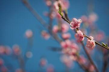 Pink blossom spring tree. Spring flowers with blue background. pink Sakura blossoms over a backdrop of a blue sky. peach flowers. 