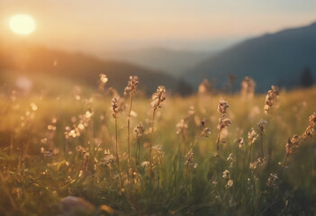 Beautiful sunrise in the mountain Meadow landscape refreshment with flowers, sunray and golden bokeh