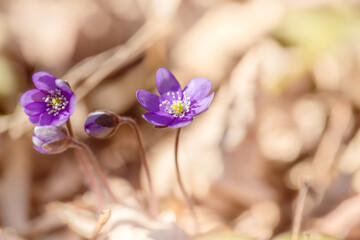 Fioletowe kwiaty, sezon wiosenny, leśne przylaszczki (Hepatica nobilis)	 - obrazy, fototapety, plakaty
