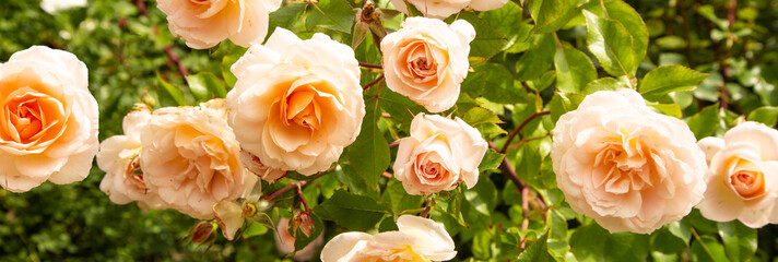 A close up of a bunch of pink flowers roses, peach fuzz, color of the year 2024,