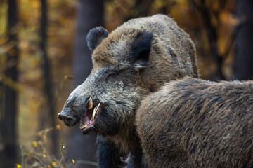 Starker Keiler im Angriff