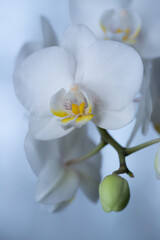 Phalenopsis, białe kwiaty, storczyk doniczkowy, niebieskie tło - obrazy, fototapety, plakaty
