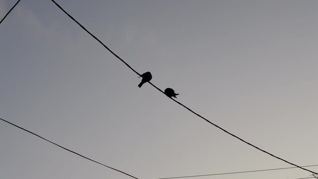 Two black jackdaws sit on power line wires against a cloudy sky. Shot from bottom to top, two birds sitting side by side.