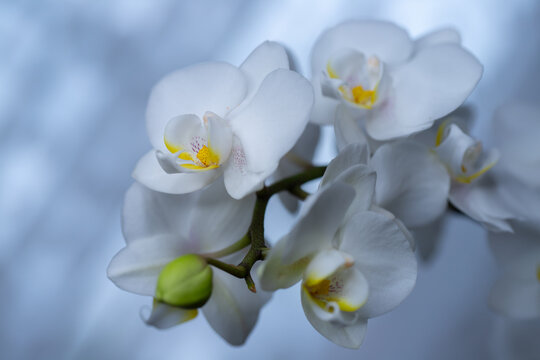 Phalenopsis, białe kwiaty, storczyk doniczkowy, niebieskie tło