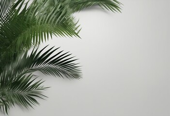 Copy space with Palm leaves border on transparent backgrounds realistic 3d rendering