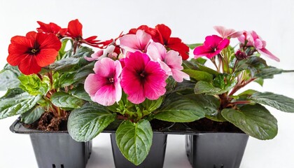 pack containing three seedlings of impatiens plants impatiens wallerana flowering in pink and red ready for transplanting into a home garden isolated