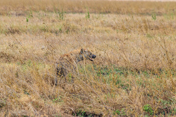Spotted hyena (Crocuta crocuta), also known as the laughing hyena, in Serengeti National park in...