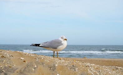 Eine Möwe am Strand