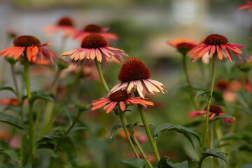 a group of red and yellow flowers near one another, with blurred background