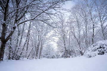 Fototapeta premium a path covered with snow next to trees in the winter