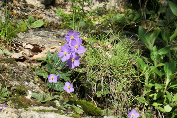 Aster Pyrenaeus
