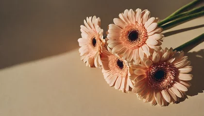 Foto op Canvas pastel peachy gerbera flowers with aesthetic sunlight shadows on tan beige background minimal stylish still life floral composition with copy space © Dayami