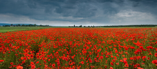 Blooming field with wild scarlet poppies during a thunderstorm