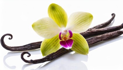 vanilla pods and orchid flower isolated