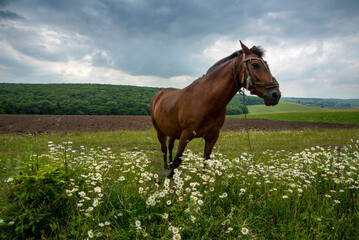 A brown horse on a chamomile meadow, stormy weather