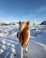 Wild Ponies at Grayson Highlands in the Blue Ridge Mountains of Southwestern Virginia in the Winter