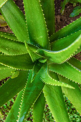 aloe vera in garden being cut