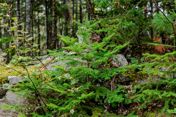 La Malbaie,  parks and wildlife reserves