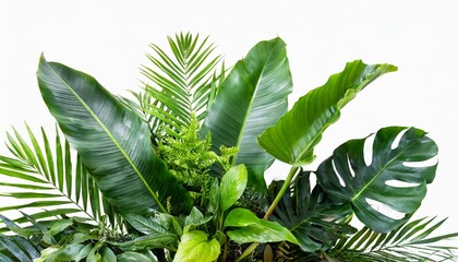 tropical leaves foliage plant jungle bush floral arrangement nature backdrop isolated on white background clipping path included