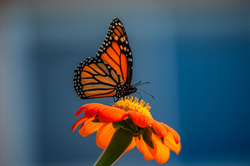 Fototapeta na wymiar The monarch butterfly or simply monarch is a milkweed butterfly in the family Nymphalidae