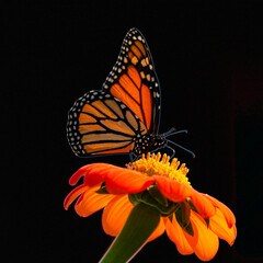 The monarch butterfly or simply monarch is a milkweed butterfly in the family Nymphalidae